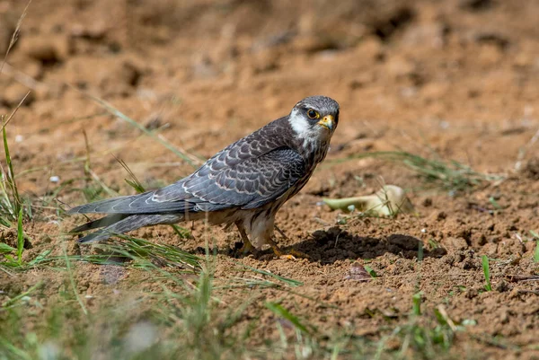 Amur Falcon Halcón Volador Más Pequeño Del Mundo Asia África —  Fotos de Stock