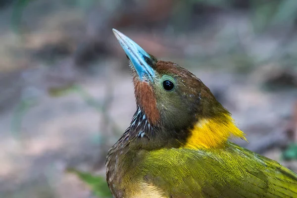 Closeup Greater Yellownape Bird Yellow Crest Its Head — Stock Photo, Image