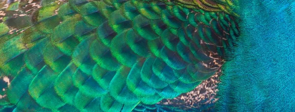 Sluitingspauwenveren Blauwe Peafuil — Stockfoto