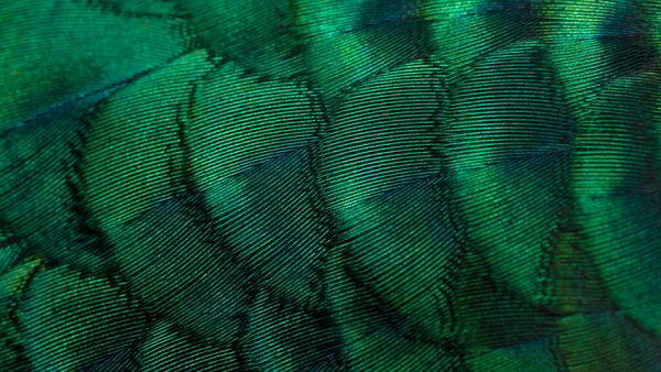Yakından tavus kuşu tüyleri, Yeşil Peafowl
