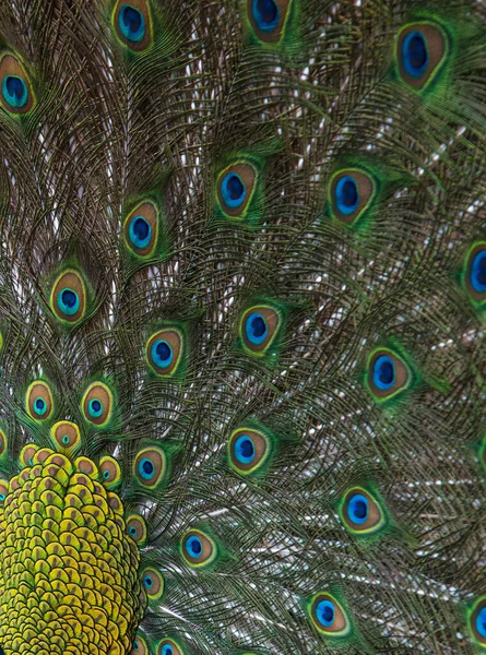 Closeup peacock feathers ,Green peafowl