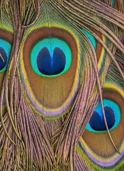 Yakından Tavus Kuşu Tüyleri Yeşil Peafowl — Stok fotoğraf