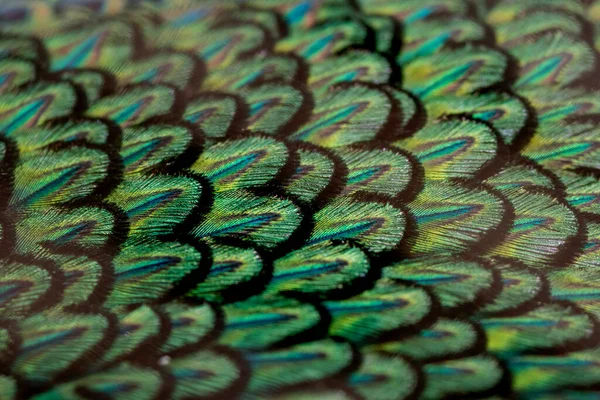 Closeup peacock feathers , Green peafowl