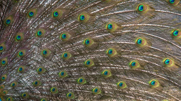 Penas Pavão Close Pavão Verde — Fotografia de Stock