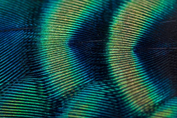 密接した孔雀の羽背景の鳥の羽の美しさ — ストック写真