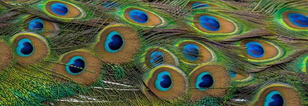 Piume Pavone Primo Piano Bellezza Delle Piume Uccello Sfondo — Foto Stock