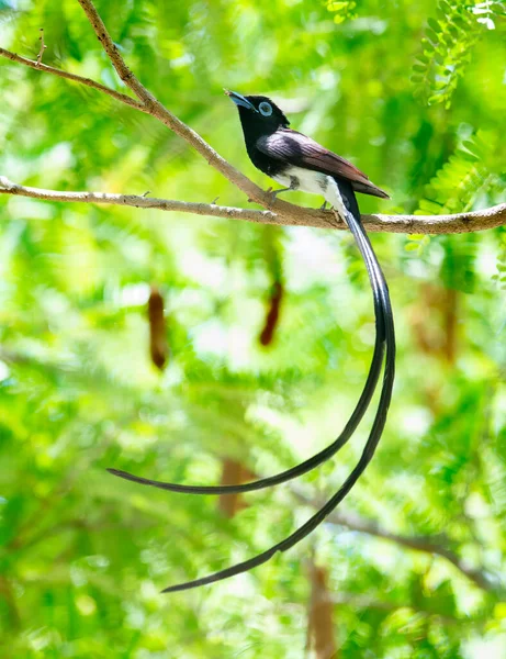 Japon Cennet Avcısı, çok uzun kuyruklu göçmen kuşlar.