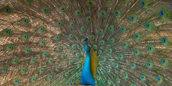 Peacock Φτερά Closeup Ομορφιά Των Φτερών Πουλιών Για Φόντο — Φωτογραφία Αρχείου