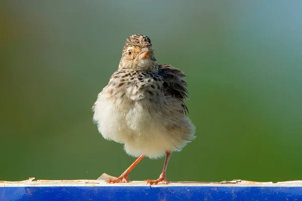 Sabahları küçük kuş şişer. Doğulu Skylark