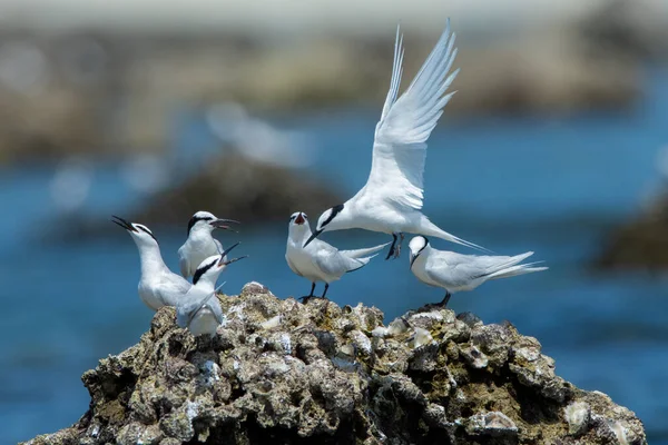 Beautiful birds Black-naped Tern in the breeding season