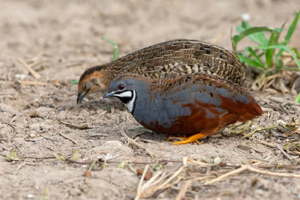 Erkek ve dişi Kral bıldırcın ya da Mavi göğüslü bıldırcın