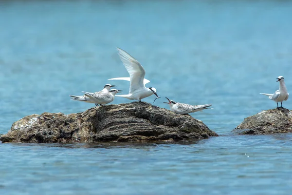 Красивые Птицы Черный Tern Сезон Размножения — стоковое фото