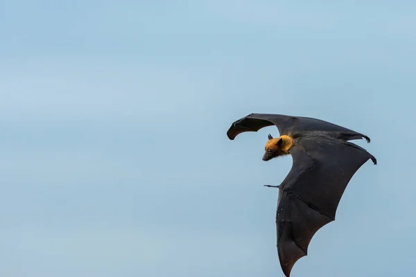 Mavi arka planda yarasa uçuşu, Lyle 'ın uçan tilkisi