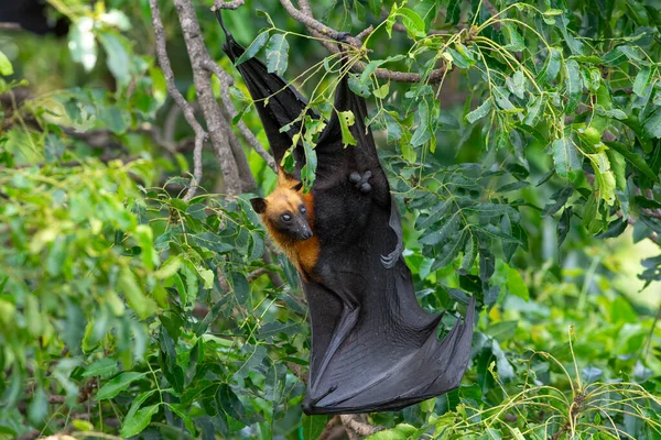Νυχτερίδα Κρέμεται Ανάποδα Ιπτάμενη Αλεπού Του Λάιλ — Φωτογραφία Αρχείου