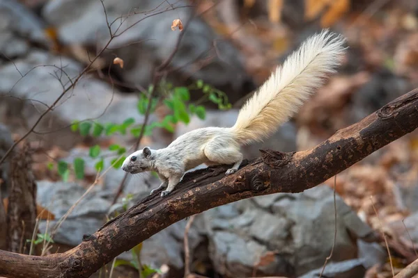 White Forest Squirrel Climbing Branch Food — Stock Photo, Image