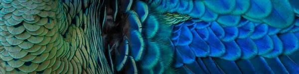 Güzel bir arkaplan oluşturmak için tavus kuşu tüylerinin yakın plan çekimi.