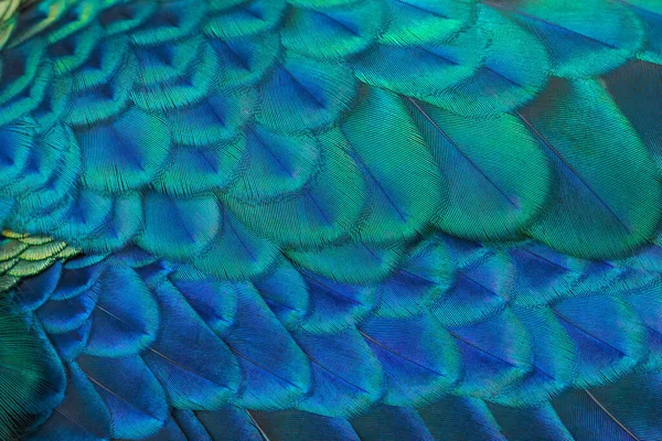 Güzel bir arkaplan oluşturmak için tavus kuşu tüylerinin yakın plan çekimi.