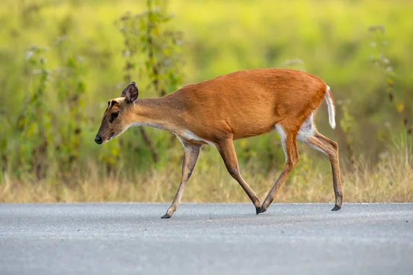 Barking deer walking on a road in a national park