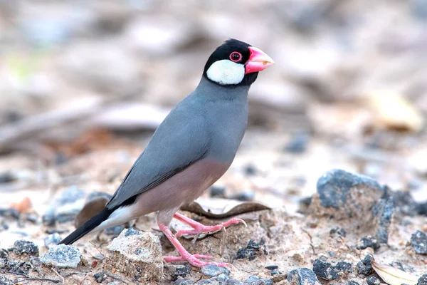Şirin gri kürklü ve pembe ağızlı küçük kuş, Java serçesi.