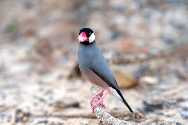 Şirin gri kürklü ve pembe ağızlı küçük kuş, Java serçesi.