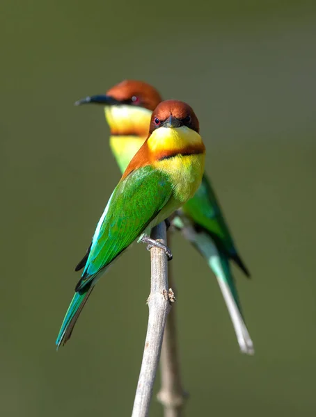 Par Pássaros Bonitos Bonitos Comedor Abelhas Cabeça Castanha — Fotografia de Stock