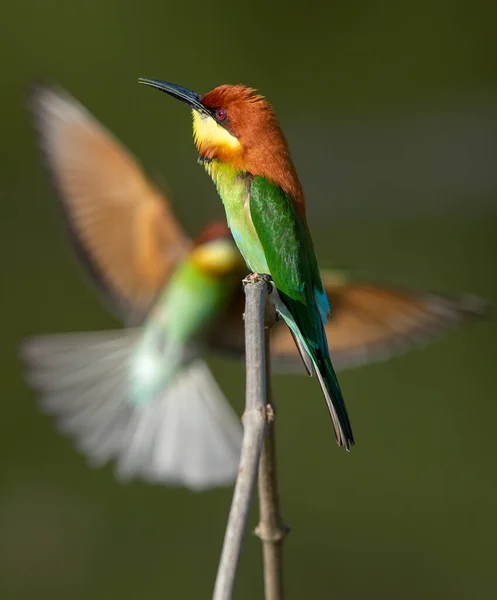 Ein Paar Süße Und Schöne Vögel Kastanienkopf Bienenfresser — Stockfoto
