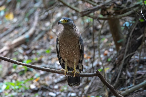 Yaklaşan ibikli yılan kartal tropikal ormanda büyük şahin.