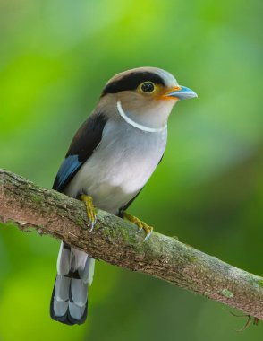 Gümüş göğüslü geniş gagalı bir kuş bir dala tünedi.