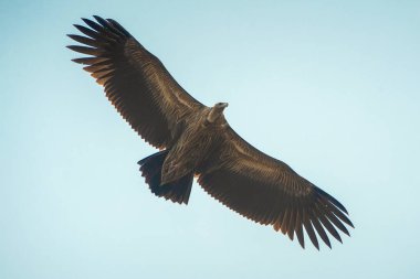 Yakın çekim Himalaya Griffon Akbabası gökyüzünde uçuyor