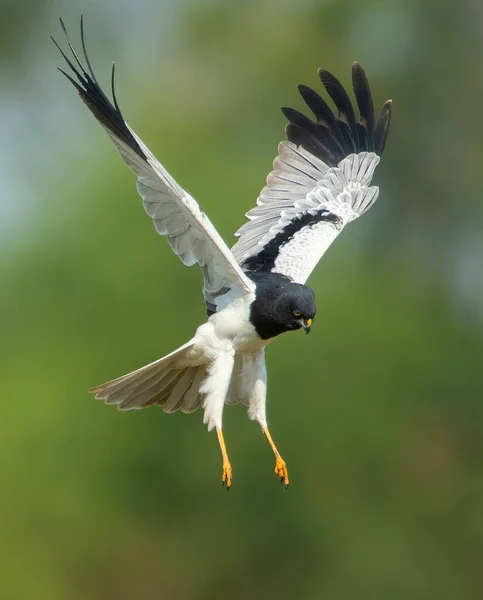 Fareli köyün erkegi av yakalamak için havada süzülüyor.