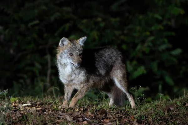 Închideți Imaginea Unei Vulpi Vânătoarea Noapte Pentru Pradă Șacalul Aur — Fotografie, imagine de stoc