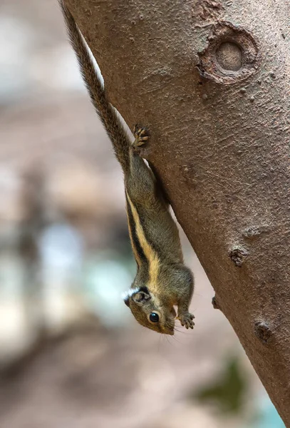 Vahşi bir sincap yemek için kafasını sallıyor..