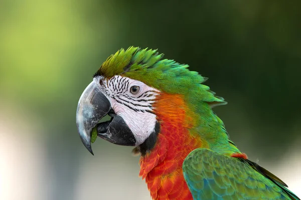 Feno Perto Arara Vermelha Verde — Fotografia de Stock