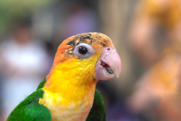 Zbliżenie Małej Papugi Żółtą Głową Zielonym Ciałem — Zdjęcie stockowe