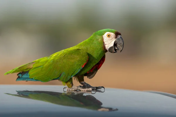 Bir arabanın çatısında duran yeşil bir papağan.