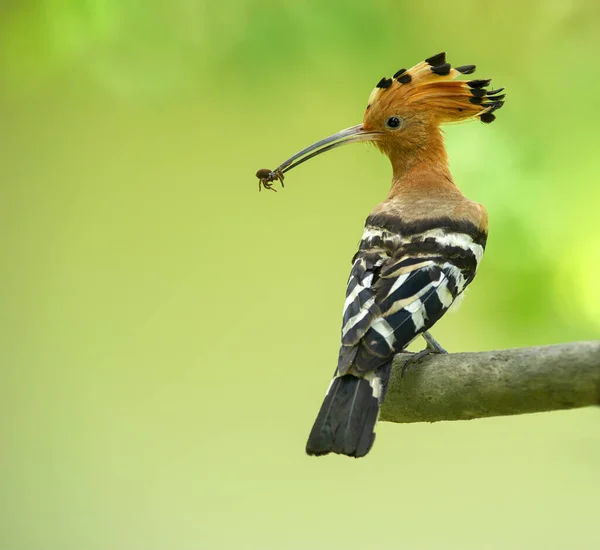 Gros Plan Huppe Commune Beaux Oiseaux Que Tout Monde Veut — Photo