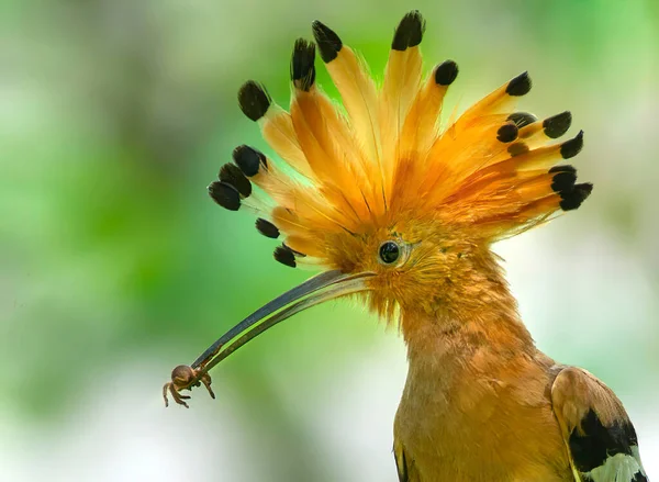 Gros Plan Huppe Commune Beaux Oiseaux Que Tout Monde Veut — Photo