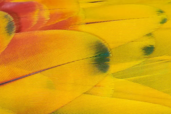 Kırmızı papağan tüyleri yakın plan.