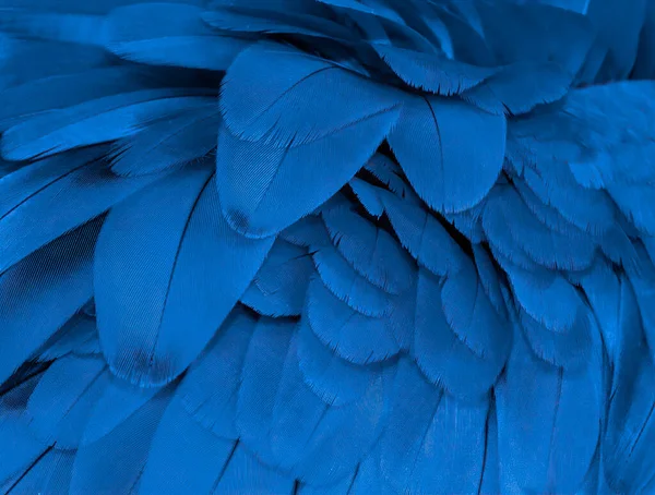 Mavi Altın Papağan Tüyleri Yakın Planda — Stok fotoğraf