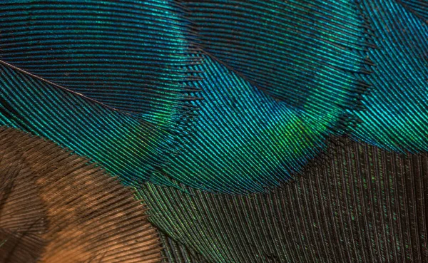 Yakın plan tavus kuşu tüyleri, güzel arka plan, duvar kağıdı, doku