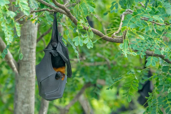Murciélagos Primer Plano Colgando Boca Abajo Una Rama Árbol — Foto de Stock