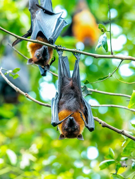 Murciélagos Primer Plano Colgando Boca Abajo Una Rama Árbol — Foto de Stock