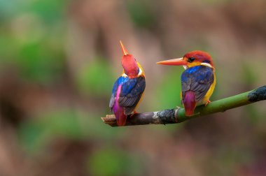 Doğulu cüce Kingfisher, en küçük balıkçılar yağmur ormanlarında çoğalıyorlar..