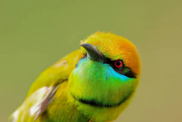 Closeup Green Bee Eater Little Green Bee Eater Looking Prey — Stock Photo, Image