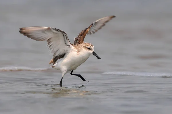 Kaşıklı Sandpiper, en nadir ve nesli tükenmekte olan kuş.