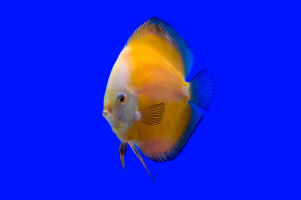 Жовтий Помфадур Або Дискова Риба Синьому Фоні — стокове фото