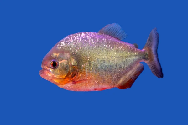 Mavi arka planda pirana balığı