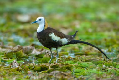 Sülün kuyruklu Jacana, uzun ayak parmakları ve tırnakları sayesinde sığ göllerde yüzen bitki örtüsünde yürüyebiliyorlar, tercih ettikleri yaşam alanları, su kuşlarının kraliçesi.