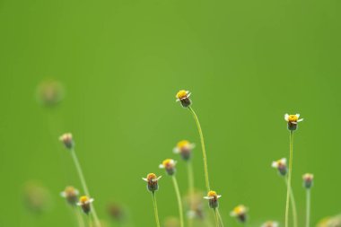 Güzel yeşil arka planda küçük sarı çimen çiçekleri.