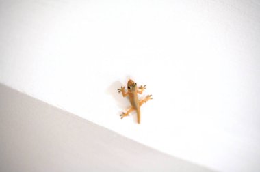 Tavan duvarında küçük bir kertenkele